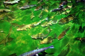 (Ảnh minh họa: Minh Tú/TTXVN)