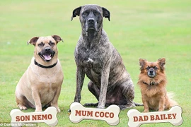  Gia đình chó độc đáo. (Nguồn: dailymail.co.uk)