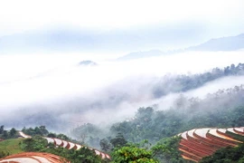 (Ảnh minh họa: Văn Phát/TTXVN)