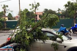 Mưa to, gió lớn làm cây đổ trên đường Đống Đa, thành phố Huế. (Ảnh: Quốc Việt/TTXVN)