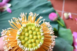 Gạo sen chất lượng là những hạt căng bóng, mẩy mượt. (Ảnh: Xuân Mai/Vietnam+)