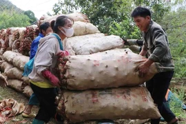 Thương lái thu mua dong riềng tại chỗ. (Ảnh: Nguyễn Oanh/TTXVN)