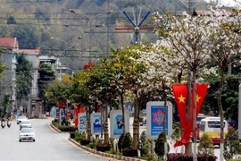 Hoa ban nở dọc tuyến Quốc lộ 6 dẫn vào thành phố Sơn La. (Ảnh: Quang Quyết/TTXVN)