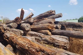 Số gỗ rừng còn sót lại đang bị mục nát tại một bãi tập kết gỗ ở thành phố Đồng Xoài. (Ảnh: Đậu Tất Thành/TTXVN)