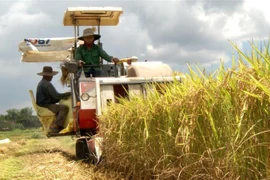 Nông dân thu hoạch lúa. (Ảnh: Phước Ngọc/TTXVN)