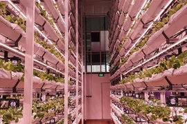 Trồng dâu tây ứng dụng công nghệ cao. (Ảnh: TTXVN phát)