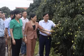 ''Thủ phủ'' vải lai chín sớm chuẩn bị vào mùa thu hoạch