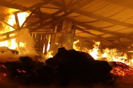 (Ảnh minh họa: Đậu Tất Thành/TTXVN)