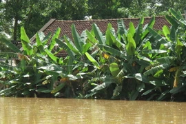 (Ảnh minh họa: Duy Hưng/TTXVN)