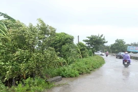 Mưa to kèm gió mạnh tại ven biển huyện Tiền Hải. (Ảnh: Quốc Khánh/TTXVN)