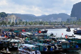 Các tàu thuyền về tránh bão tại khu vực cầu Bài Thơ, thành phố Hạ Long. (Ảnh: Nguyễn Hoàng/TTXVN)