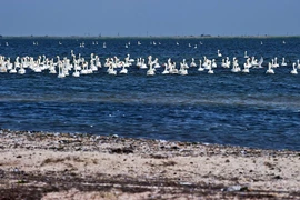 Thiên nga trắng trong khu chim săn bắn, một phần của Khu bảo tồn thiên nhiên Crimea trong vịnh Karkinit của Biển Đen. (Nguồn: Sputnik)
