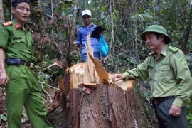 Lực lượng chức năng kiểm tra hiện trường vụ phá rừng. (Ảnh: Nguyễn Sơn/TTXVN)