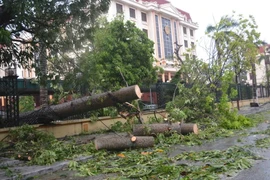 Tuyến đường Trần Hưng Đạo, thành phố Thái Bình ngổn ngang do cây đổ. (Ảnh: Thu Hoài/TTXVN)
