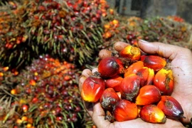 Thu hoạch quả cọ tại một khu vườn ở Medan, Indonesia. (Nguồn: AFP/TTXVN)