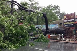 Cây và cột điện đổ tại phố Ngọc Hà, quận Bà Đình (Hà Nội). (Ảnh: Nguyễn Văn Cảnh/TTXVN)