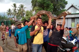 (Nguồn: Detik.com)