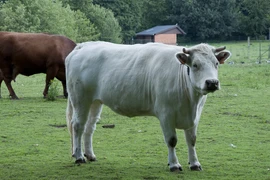 Bò BBB. (Nguồn: wikipedia.org)