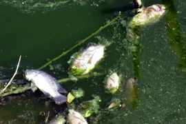 (Ảnh minh họa: Thế Lập/TTXVN)