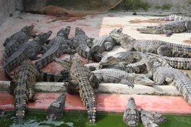 Ảnh minh họa. (Nguồn: Huỳnh Sử/TTXVN)