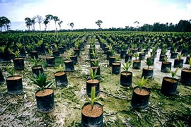 Ảnh minh họa. (Nguồn: packagingdigest.com)