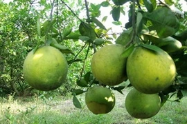 Bưởi Đoan Hùng. (Nguồn: agritrade.com.vn)