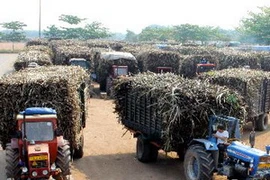 Tập trung mía nguyên liệu để đưa vào sản xuất đường tại Công ty Bourbon Tây Ninh. (Ảnh: Phương Vy/TTXVN)