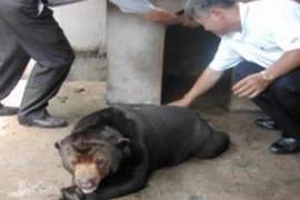 Kiểm tra gấu nuôi sau khi được gắn chíp. Ảnh minh họa. (Nguồn: vcn.vnn.vn)