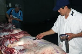 Kiểm dịch thịt lợn. Ảnh minh họa. (Nguồn: Đình Huệ/TTXVN)