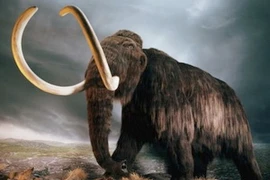 Biến đổi khí hậu khiến loài voi mamút tuyệt chủng
