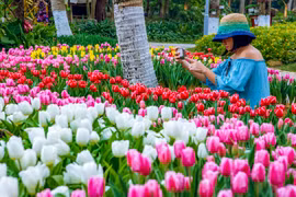 Nhân dịp kỷ niệm 45 năm thiết lập quan hệ ngoại giao Việt Nam - Hà Lan, gần 180.000 cây hoa tulip sẽ đua nhau khoe sắc tại lễ hội hoa 'Sắc màu Hà Lan' đang diễn ra tại khu đô thị Ecopark trong dịp Tết Dương lịch 2019. (Ảnh: PV/Vietnam+)