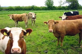 Ảnh minh họa. (Nguồn: Internet)