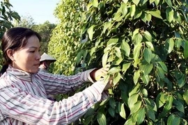 Thu hoạch hồ tiêu tại một trang trại ở Phú Quốc. (Ảnh: Huy Hùng/TTXVN)