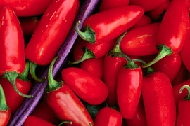 Ninh Thuận ký thỏa thuận phát triển vùng trồng ớt