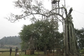 Cây đa Tân Trào đang hồi sinh. (Ảnh: Vũ Quang Đán/Vietnam+).