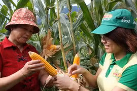 Trao đổi kinh nghiệm và tính ưu việt của giống ngô biến đổi gen. (Ảnh: Đình Huệ/TTXVN)