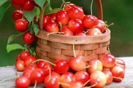 Phát triển cây sơri trên vùng đất nhiễm mặn ven biển