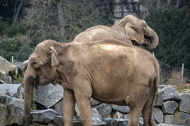Hai chú voi ốm yếu Baby và Nepal. (Nguồn: AFP)