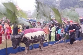 Đường cày đầu Xuân trong Lễ hội Lồng Tông. (Ảnh: Anh Tuấn/TTXVN)