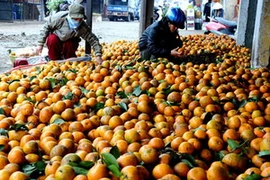 Chợ đầu mối Long Biên. (Ảnh: Internet).