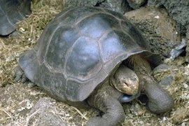 Rùa ở Galapagos. (Nguồn: ilankelman.org)