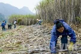 Thu hoạch mía. (Ảnh minh họa: Đình Na/TTXVN)
