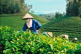 Người trồng chè ở Tân Cương. (Nguồn: thainguyen.gov.vn)