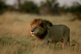 Ảnh minh họa. (Nguồn: Internet).