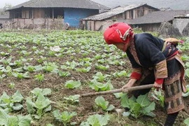 (Ảnh minh họa: Trần Việt/TTXVN)