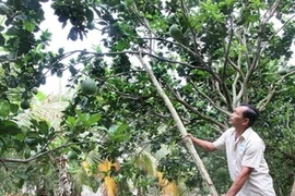 (Ảnh: Đình Huệ/TTXVN)