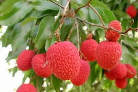 Ảnh minh họa. (Nguồn: Internet)