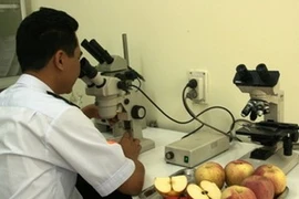 Kiểm tra mẫu hoa quả nhập khẩu từ Trung Quốc. (Nguồn: Dân Trí)