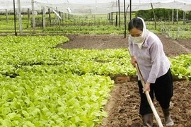 Trồng rau an toàn. (Ảnh: Minh Đông/TTXVN)