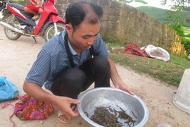 Anh Lưu Văn Thắng - một đầu mối thu mua đỉa ở thôn Đồng Hội, xã Đại Đình, huyện Tam Đảo, Vĩnh Phúc. (Ảnh: Nguyễn Trọng Lịch/TTXVN)